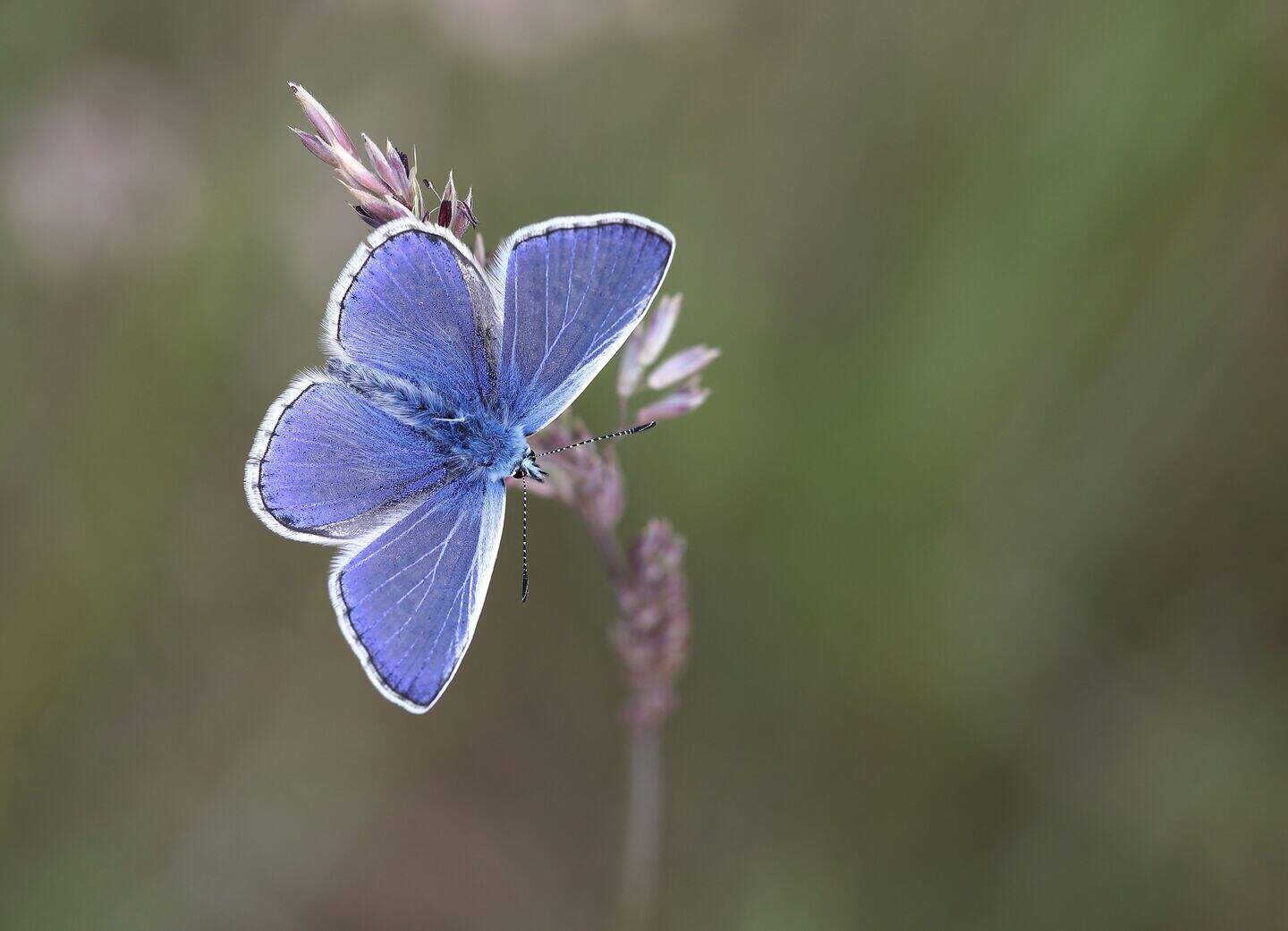 sir-david-attenborough-watching-butterflies-offers-precious-breathing
